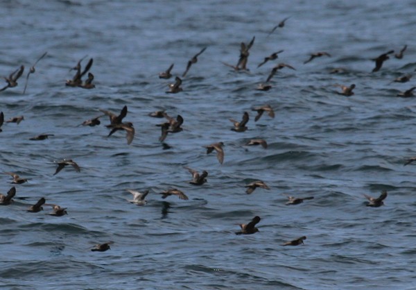 Fork-tailed Storm-Petrel